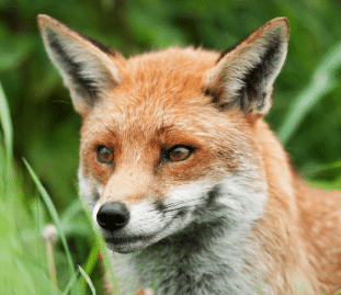 The Foxes
